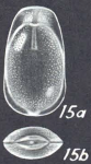 Lagenosolenia angelensis - Holotype (AHF 783) off Angel de la Guarda Island, 46 fms.