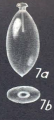 Lagenosolenia arguta Mc Culloch, 1977