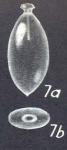 Lagenosolenia arguta Mc Culloch, 1977