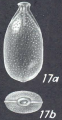 Lagenosolenia asubtilis McCulloch, 1977 Holotype