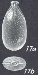 Lagenosolenia asubtilis McCulloch, 1977 Holotype