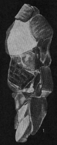 Reophax arayaensis Bermúdez &amp; Seiglie, 1963 Holotype
