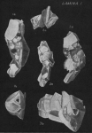 Reophax arayaensis Bermúdez & Seiglie, 1963
