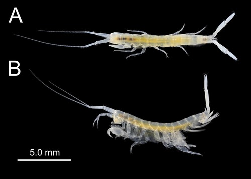 Victoriopisa satsumaensis
