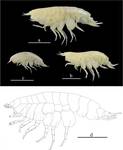 Profundum solomoni