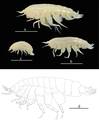 Galathella ovaimmensa