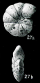 Haplophragmoides subtrullissatus Parr, 1950 Holotype