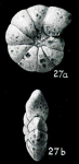 Haplophragmoides subtrullissatus Parr, 1950 Holotype