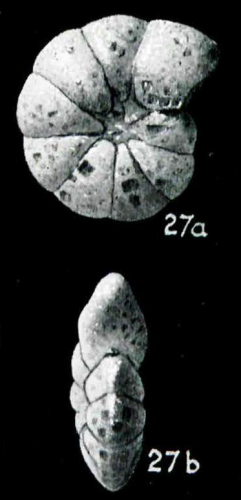 Haplophragmoides subtrullissatus Parr, 1950 Holotype
