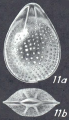 Fissurina sulphurensis, McCulloch, 1977 - Holotype AHF 778