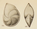 Robulus thalmanni Hessland, 1943