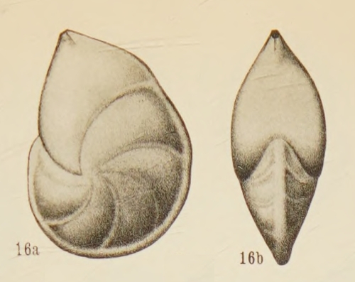 Robulus thalmanni Hessland, 1943