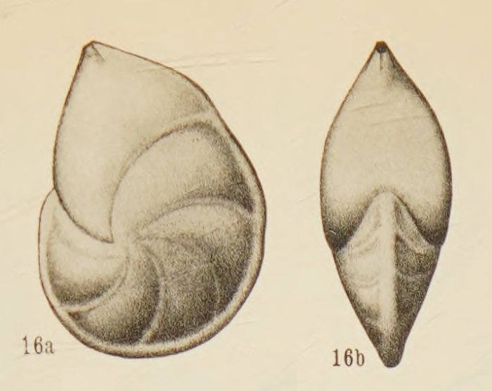 Robulus thalmanni Hessland, 1943