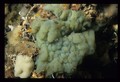 Oscarella viridis