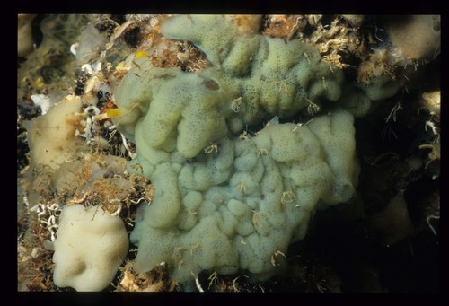 Oscarella viridis