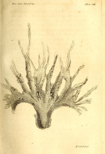 Spongia ramosa Montagu, 1814