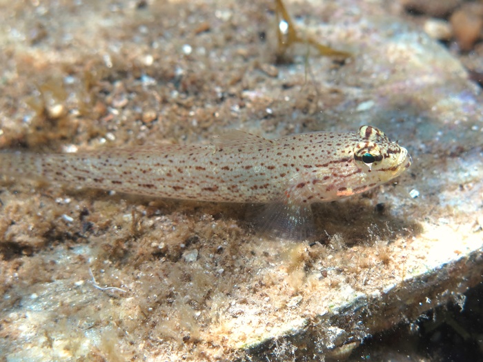 Gobius bucchichi