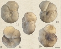 Anomalinoides granosus (Hantken, 1875)