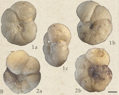 Anomalinoides granosus (Hantken, 1875)
