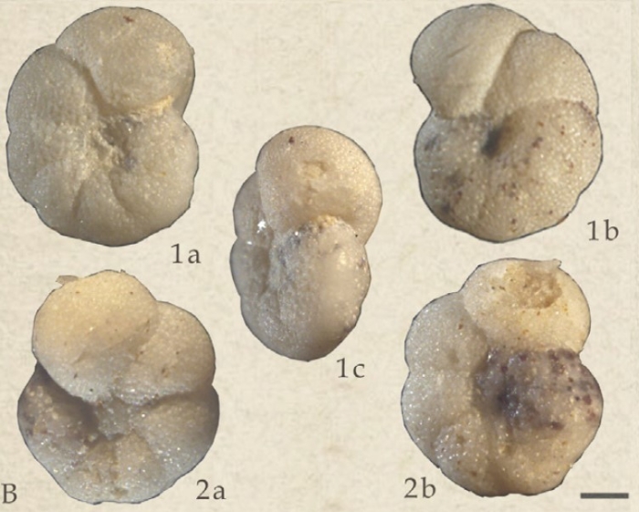 Anomalinoides granosus (Hantken, 1875)