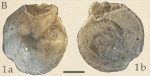 Charltonina budensis (Hantken, 1875)