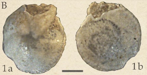 Charltonina budensis (Hantken, 1875)