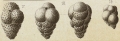 Victoriella abnormis (Hantken, 1875)