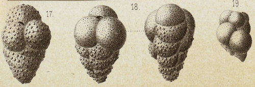 Victoriella abnormis (Hantken, 1875)