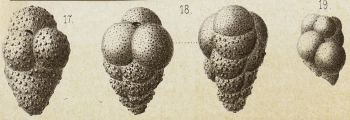 Victoriella abnormis (Hantken, 1875)