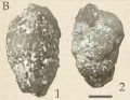 Victoriella abnormis (Hantken, 1875)