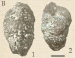Victoriella abnormis (Hantken, 1875)