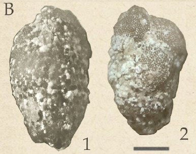 Victoriella abnormis (Hantken, 1875)
