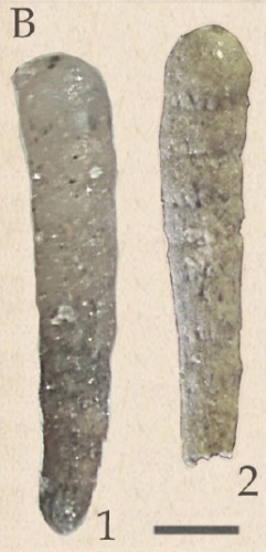 Zsigmondiella zsigmondyi (Hantken, 1868)