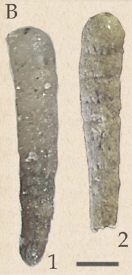 Zsigmondiella zsigmondyi (Hantken, 1868)
