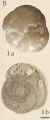 Discorbina elegans Hantken, 1875