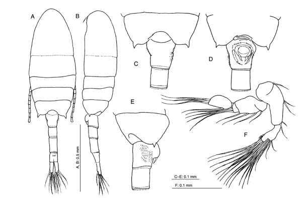 zhengi female