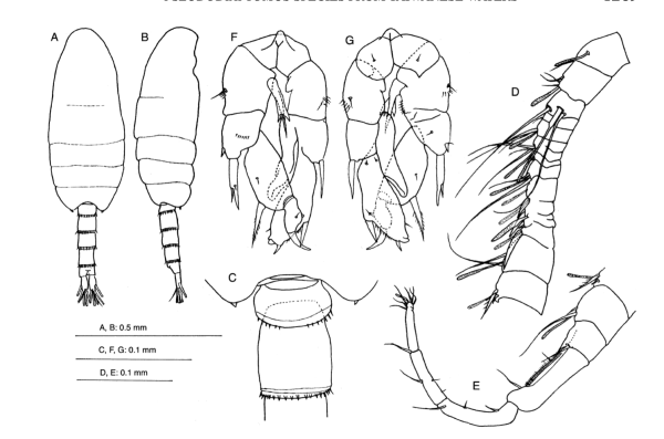zhengi male