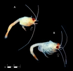 Palaumysis jetama