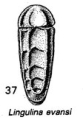 Lingulina evansi Hornibrook, 1953