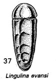 Lingulina evansi Hornibrook, 1953