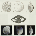 Rotalia frederica Margerel, 1968