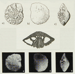 Rotalia frederica Margerel, 1968
