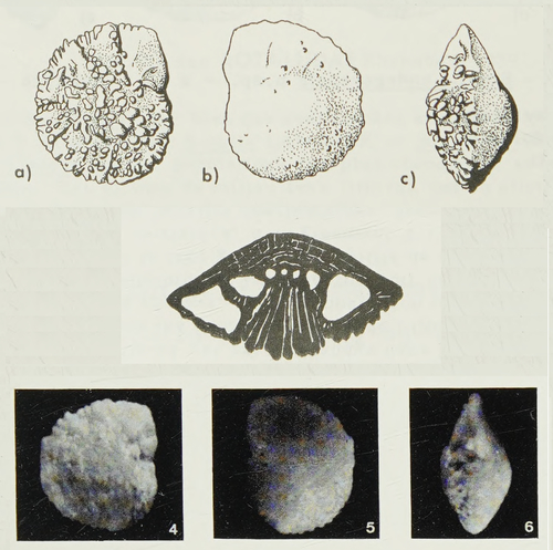 Rotalia frederica Margerel, 1968
