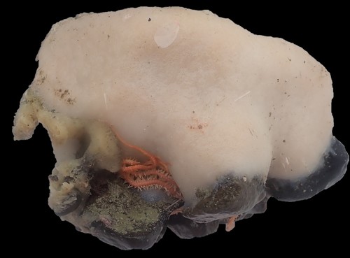 Stelletta plana Holotype (deck picture)