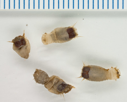 Sternaspis cf. fossor - Manicouagan 2006