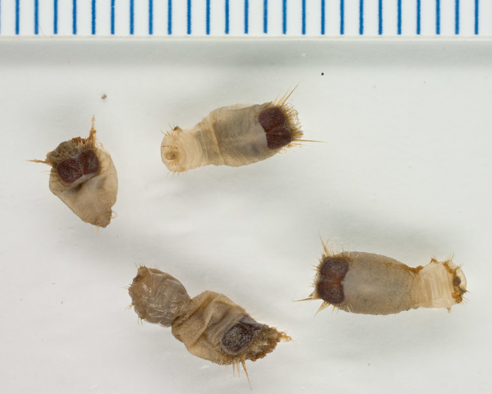 Sternaspis cf. fossor - Manicouagan 2006