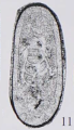 Nucellina sichuanensis Xu, 2006