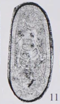 Nucellina sichuanensis Xu, 2006