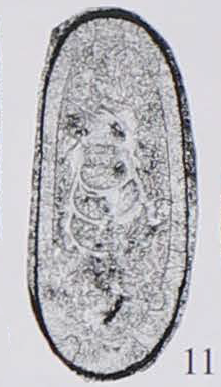 Nucellina sichuanensis Xu, 2006