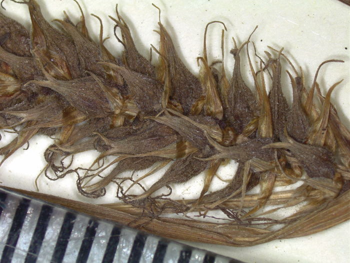 Pistillate spike of isotype K002805790
